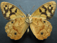 Adult Male Under of Spotted Brown - Heteronympha paradelpha